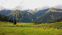 Zillertal - Kuhgeläute auf der Weide von Hartmut Binder