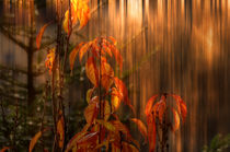 autumn fire - Herbstfeuer von Chris Berger