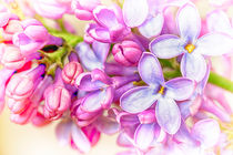 Lilac Flowers von John Williams