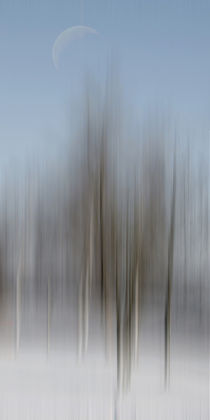 winter forest - moon over the birches  by Chris Berger