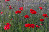 Poppy Fence by Ed The Frog
