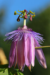 Passiflora 2 von Bernhard Kaiser