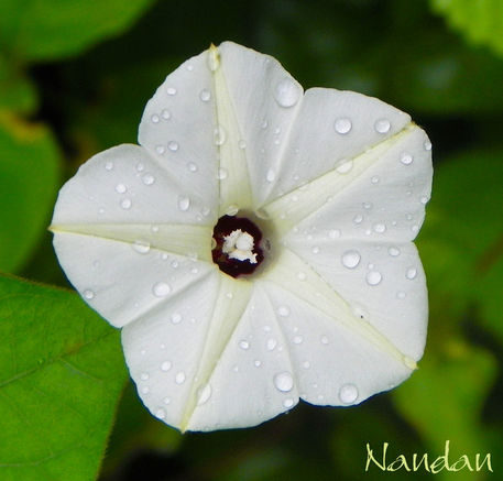 Flower-white-with-drops