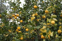 Zitronenbaum von Gabriela Valentino-Schenker