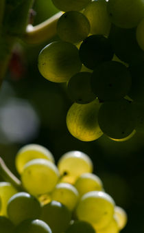 Von der Sonne verwöhnt ... Weintrauben im Herbst von ysanne