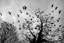 Flock of crows jumping of the bare branches by Jessy Libik