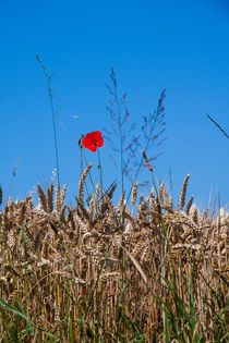 Lonesome poppy flower protruding from the crops by Jessy Libik