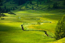 Tangles brooks on a mossy green field von Jessy Libik
