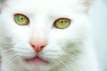 White cat with green eyes and a pink nose by Jessy Libik