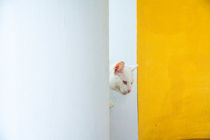 Peeping Cat von Jessy Libik