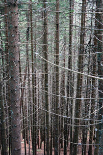 Wald von Jens Berger