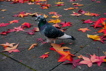 Camuflage autumn pigeon by Jessy Libik