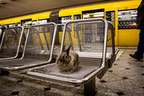 Bunny travelling underground in Berlin by Jessy Libik