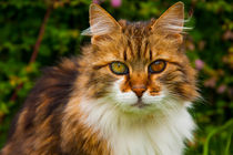 Beautiful cat with two different eyecolors by Jessy Libik