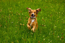 Golden colored dog happily jumping through the high grass by Jessy Libik