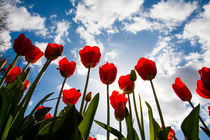Tulips in the sky by Jessy Libik