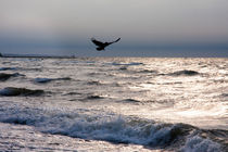 Crow flying over the waves by Jessy Libik