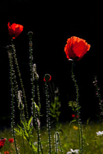 Glowing poppy flowers by Jessy Libik