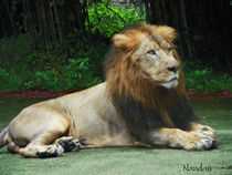 Jungle King by Nandan Nagwekar