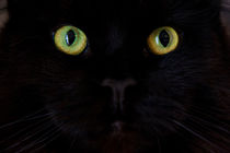 Bright green eyed black Maine Coon cat by Jessy Libik