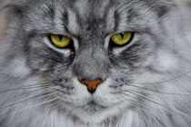 Bright green eyed silver colored Maine Coon by Jessy Libik