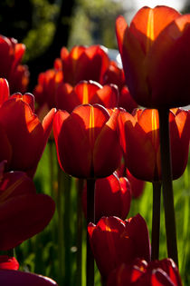 Batch of tulips by Jessy Libik