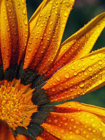 Kokarden-Blüte mit Wassertropfen, Makro, blossom of firewheel and water drops by Dagmar Laimgruber