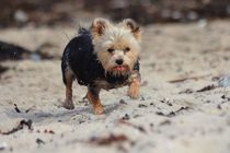 Yorkshire Terrier am Strand von Simone Marsig