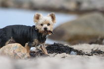 Yorkshire Terrier am Strand ganz aufmerksam mit Beute by Simone Marsig