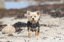Yorkshire Terrier am Strand ganz aufmerksam von Simone Marsig