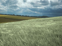 Wiltshire Downland 12 by Peter Madren