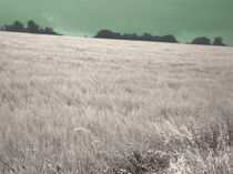 Wiltshire Downland 7 von Peter Madren