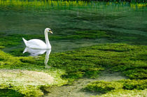 Swan on the River Lathkill von Rod Johnson