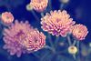 Er-chrysantheme-001f
