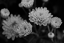 Chrysantheme schwarz und weiss by er