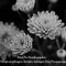 Er-chrysantheme-001sw-txt