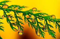 Rain drops on plants von Yuri Hope