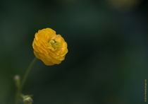 Gelbe Blume by Peter Esslinger