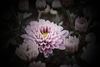Er-chrysantheme-002g