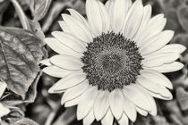 Sunflower von kiwar