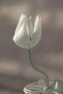 Tulpe von kiwar