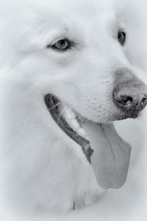 White Dog von kiwar