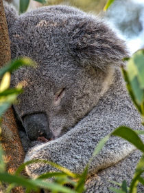 Sleeping Koala von Steven Ralser