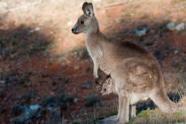 Kangaroo and Joey, Canberra, Australia von Steven Ralser