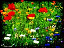 Flowerdream by Sandra  Vollmann