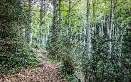 Walking-throught-la-grevolosa-beech-forest