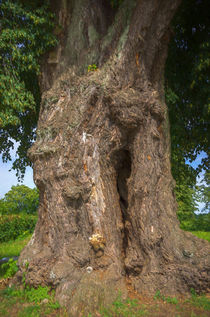 Alter mächtiger Baum von ullrichg