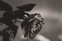 The rose - die Rose by Silvia Eder