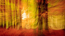 Triptych Autumn colours - Herbstfarben (1) by Silvia Eder