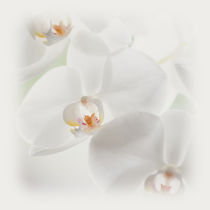 White orchid - Weiße Orchidee by Silvia Eder